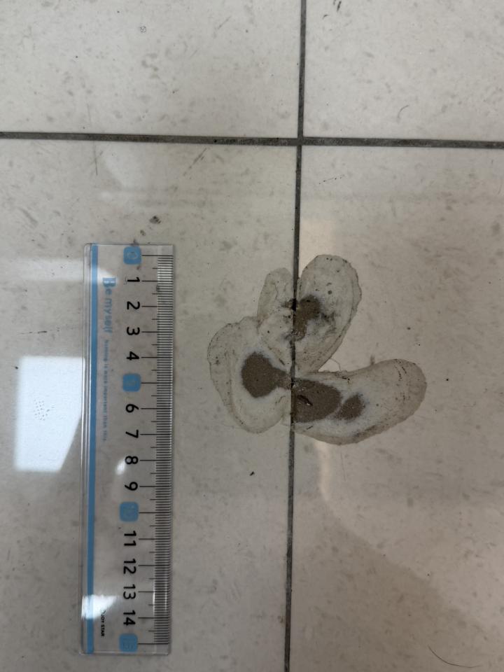 磁磚修補案件圖片
