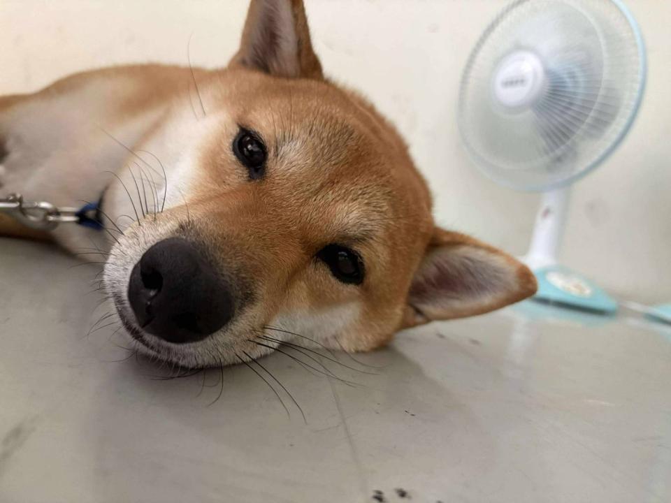 插畫案件圖片