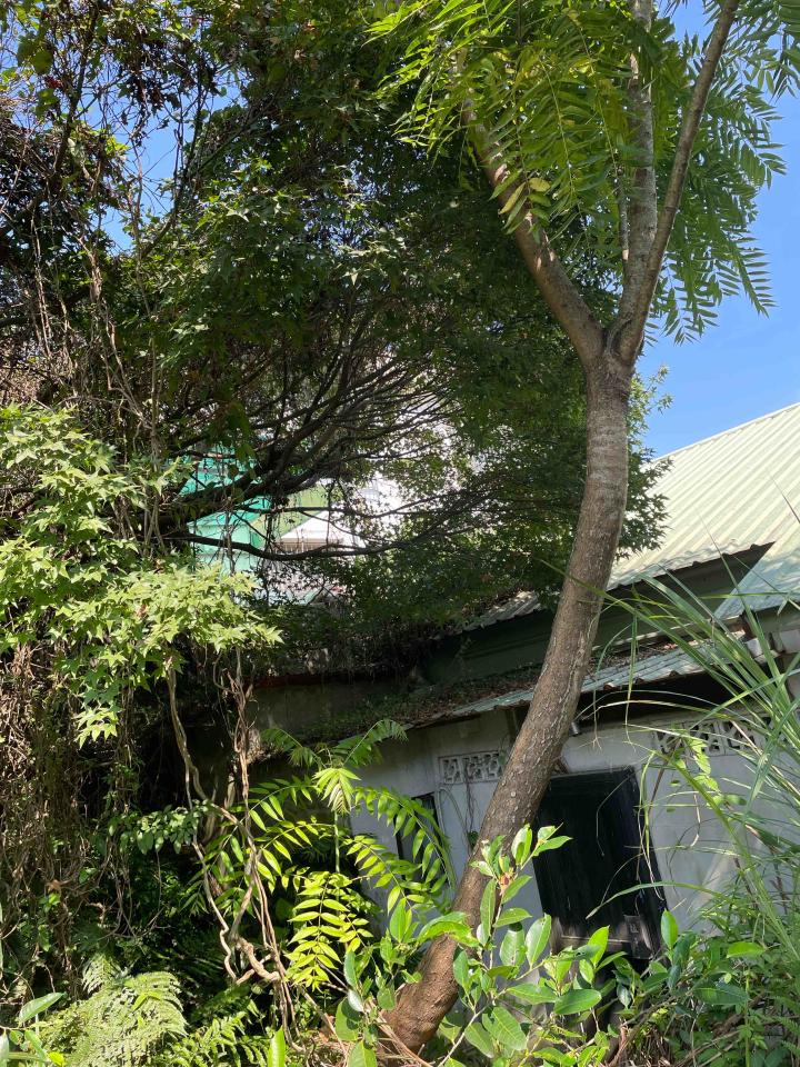 園藝維護案件圖片