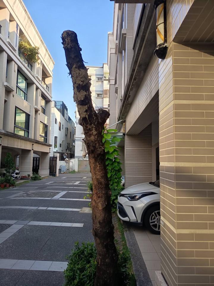 園藝維護案件圖片