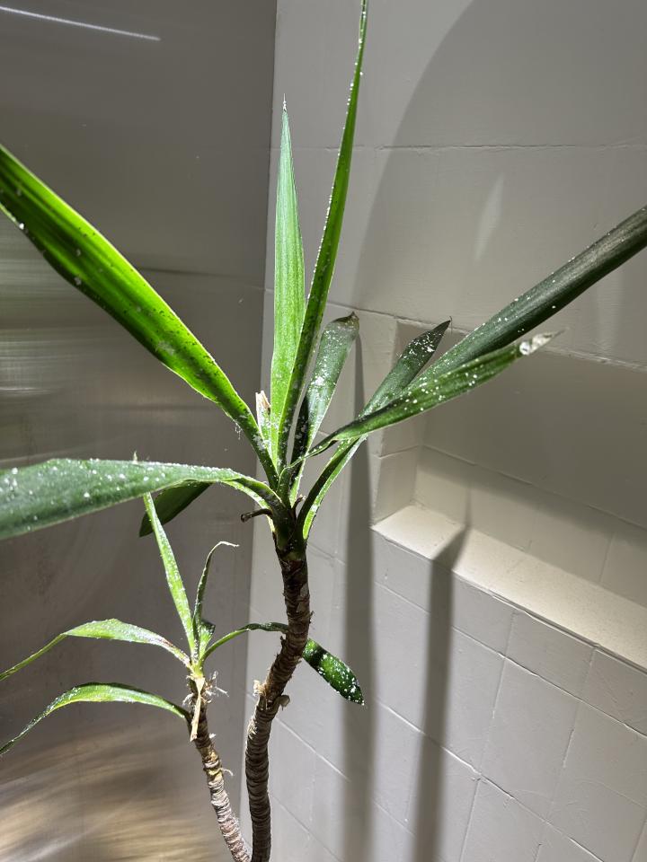 植物診療師案件圖片
