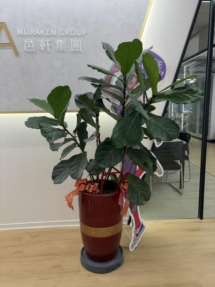 園藝維護案件圖片