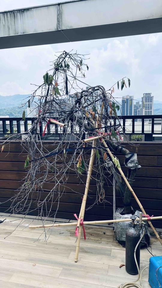 植物診療師案件圖片
