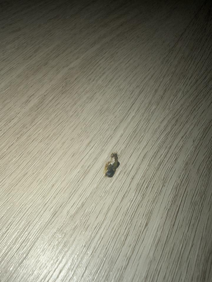 地板維修案件圖片