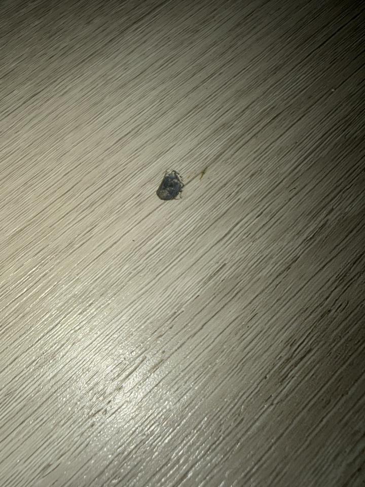 地板維修案件圖片