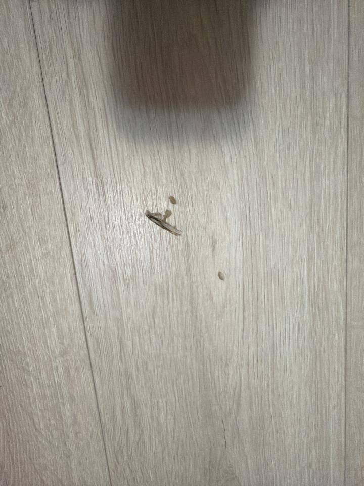 地板維修案件圖片
