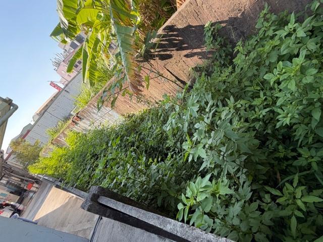 園藝維護案件圖片