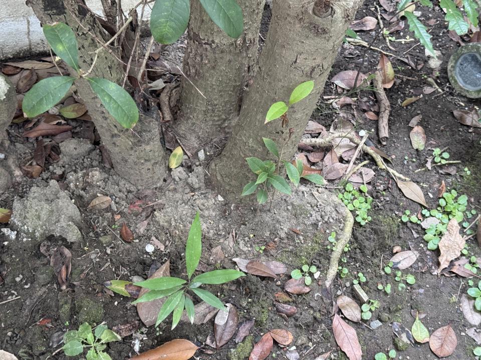 植物診療師案件圖片