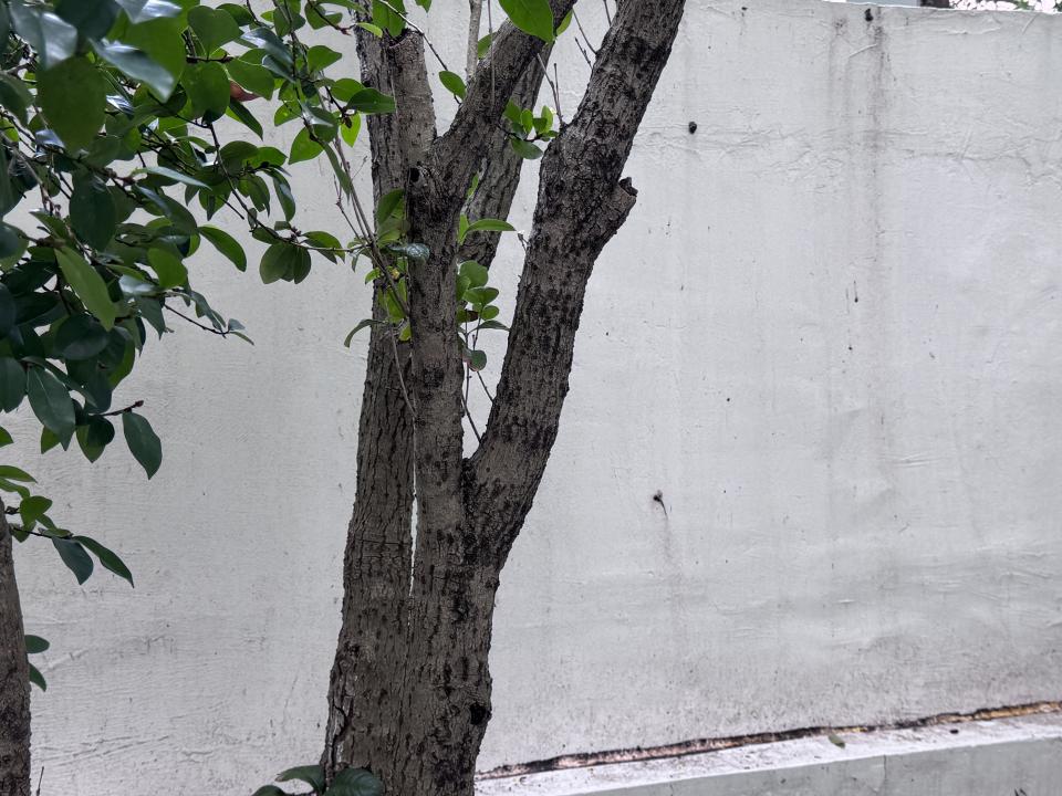 植物診療師案件圖片