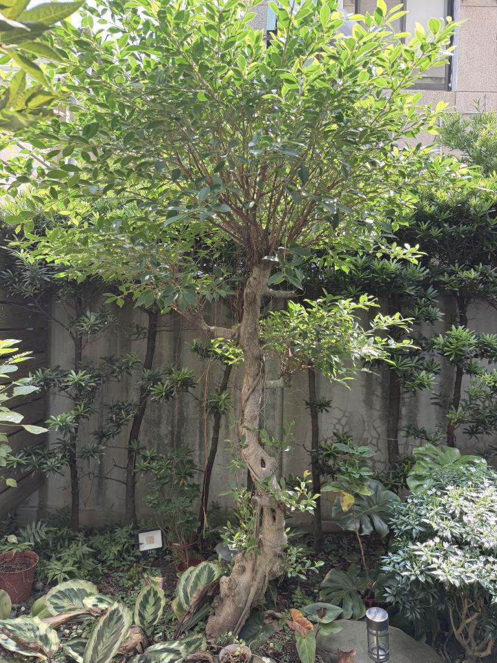 園藝維護案件圖片