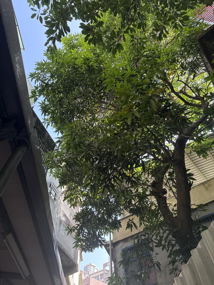 園藝維護案件圖片