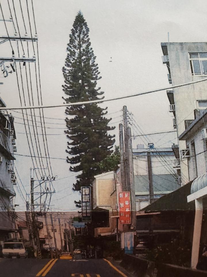 園藝維護案件圖片