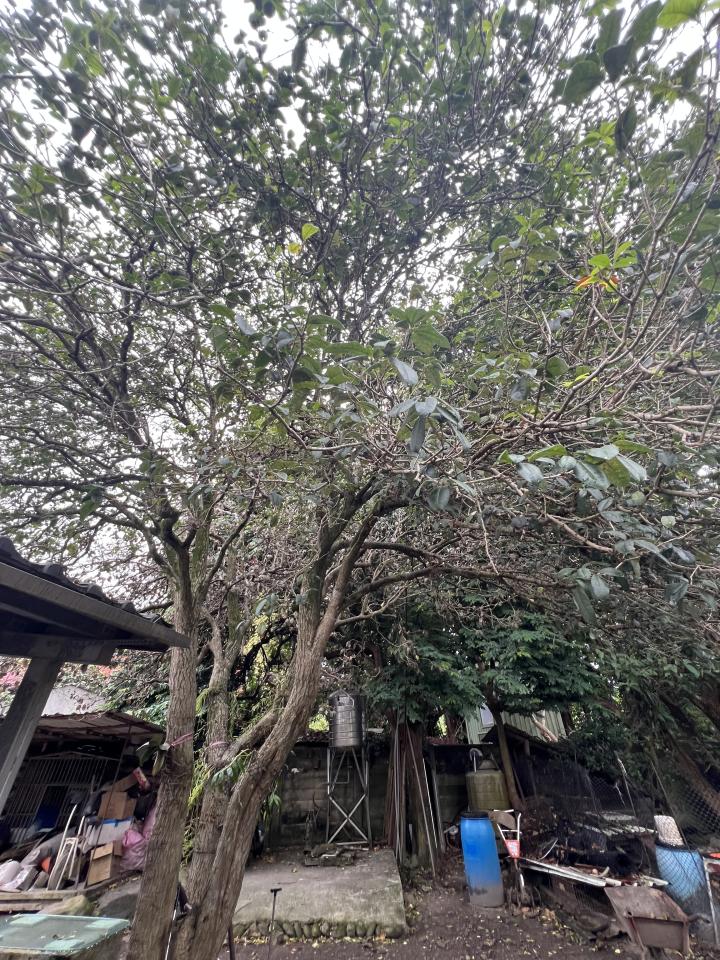 植物診療師案件圖片