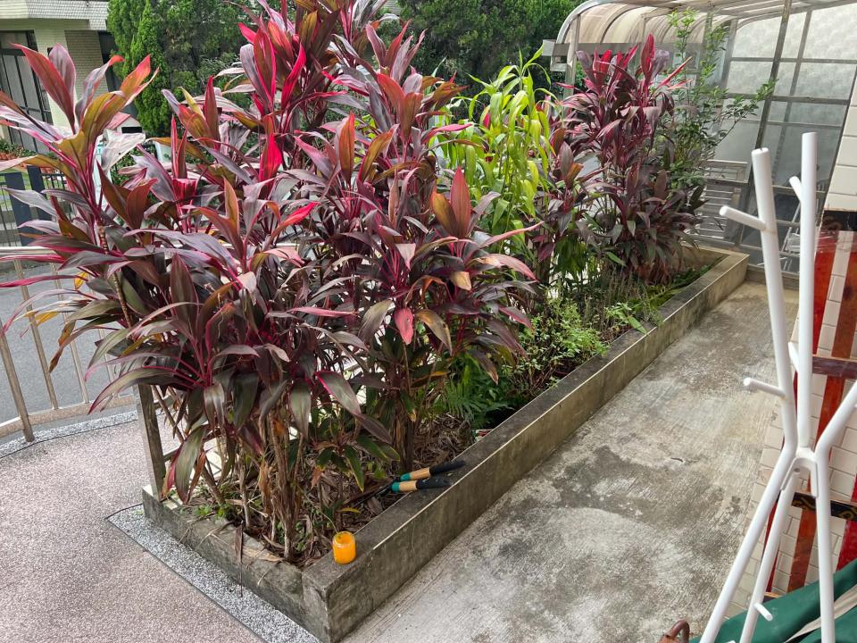 園藝維護案件圖片