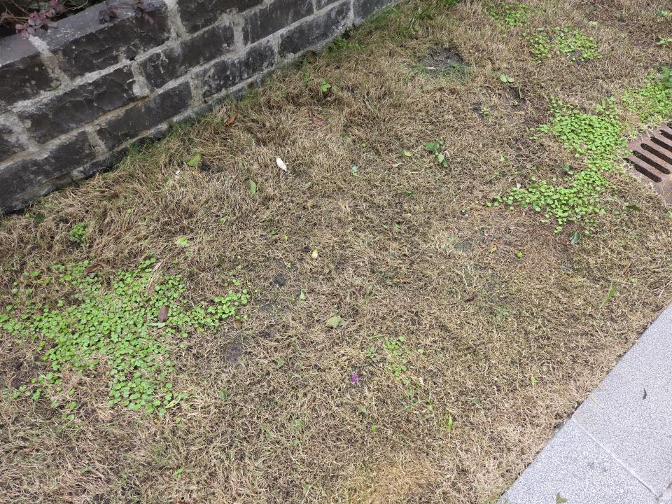 園藝維護案件圖片