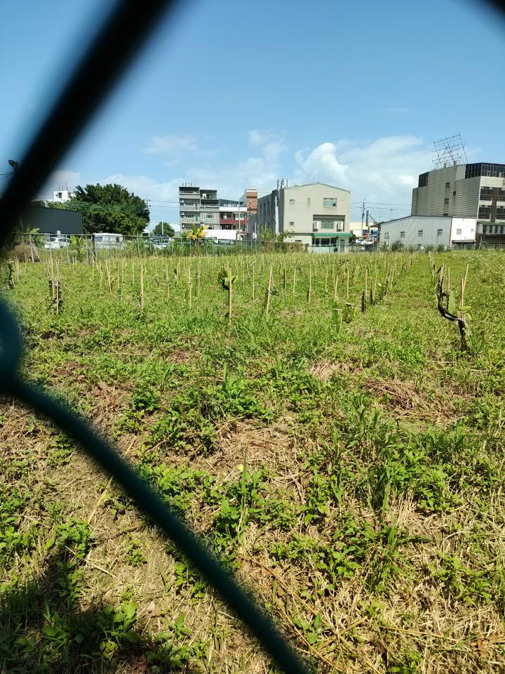 園藝維護案件圖片