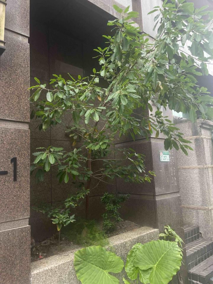 園藝維護案件圖片