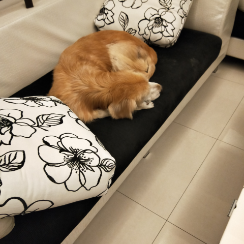 提供牛皮革服務的專家許有牛