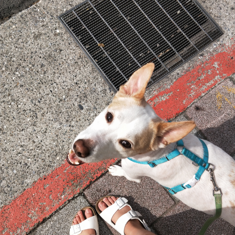 提供遛狗服務的專家DOGSLOVEWALK