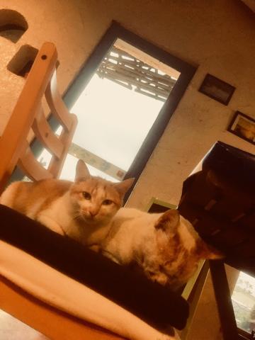 禾璇 - 可愛動物?