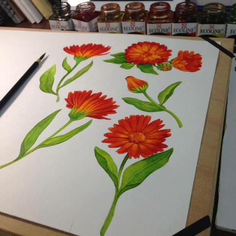 林思辰Susu Lin - 精油插畫案，插畫原稿。