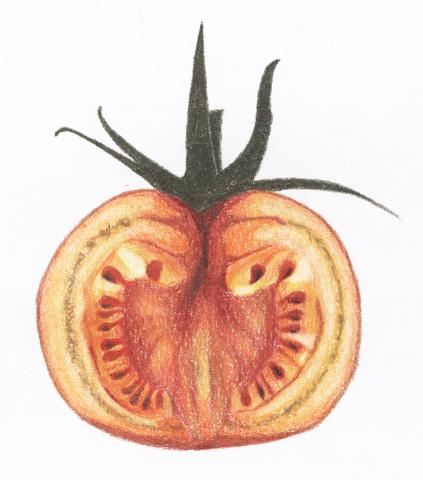 郭小姐 - 色鉛筆繪製