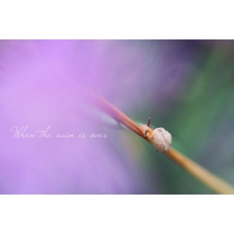 youren Chen - 小品