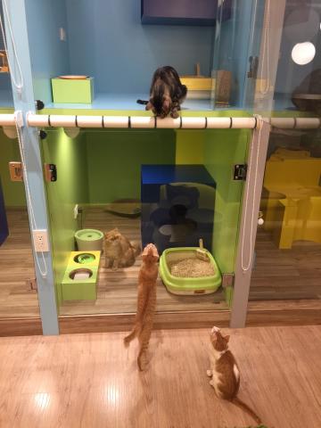 喵仔厝毛孩有限公司 - 