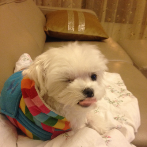 提供寄養服務的專家