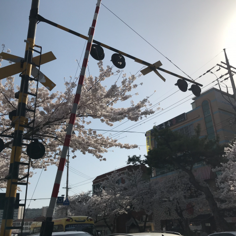 提供法文服務的專家楊安婷