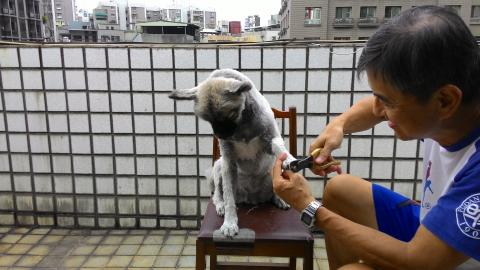 Wilson Lin - 親自幫狗剪指甲
每周洗澡後,剪一次(前腳),約1~2mm.