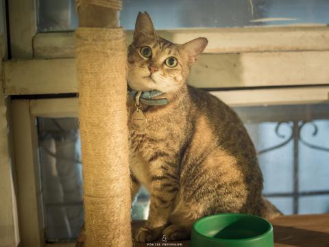 李秉哲 - 寵物攝影-貓