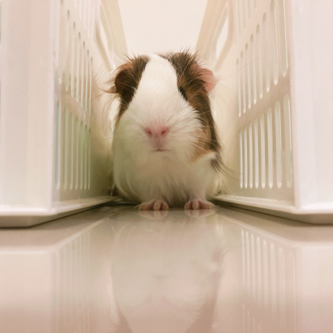 提供3d列印服務的專家Kai