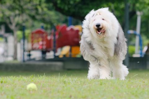 One Tail 犬攝影工作室 - 花蓕 - 古代牧羊