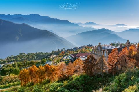 黃世昕 - 清境農場 落羽松