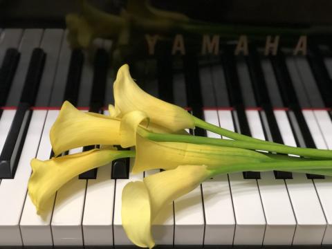 燕子音樂花園 - 燕子的寶貝鋼琴