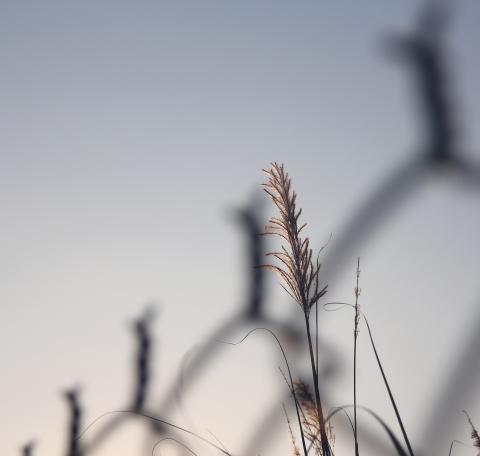 youren Chen - 小品