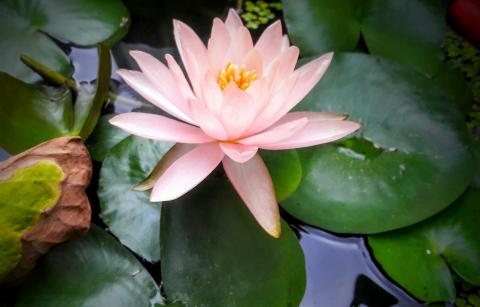 Yoko - 有關哀愁的，生離死別，追思集！殯葬也可和我聯絡，也可介紹，道，佛，天主