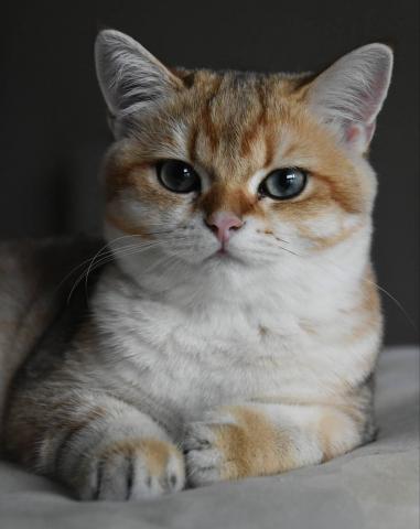 IKUXC - 寵物寫真
Fujifilm