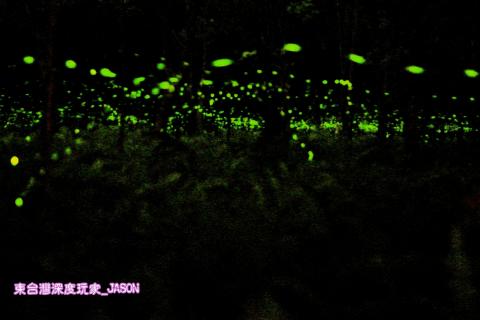 東台灣深度玩家自由行 - 螢火蟲生態