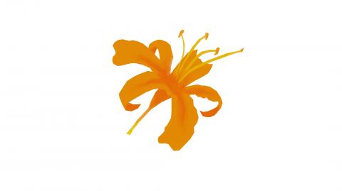 謝拔辣個人工作室 - 金針花 謝拔辣個人工作室 - 金針花