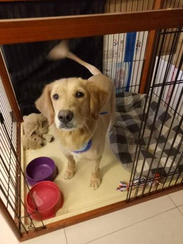 趴趴走寵物到府小幫手 - 到府美容服務
適合老狗.怕生寵物.多寵家庭
看得到 最安心
不必出門，最便利