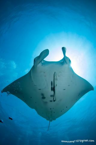 霏媽(私人攝影師) - 水攝(圖為Manta Ray)