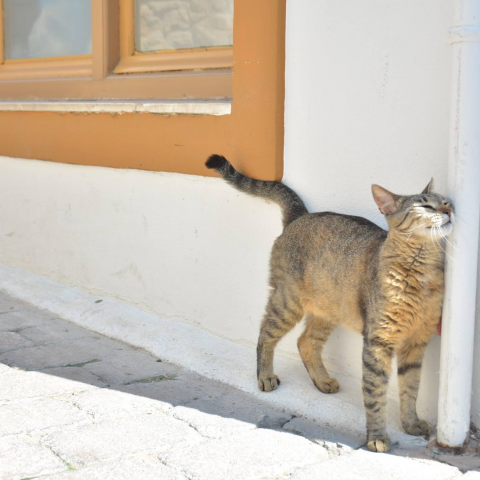 提供民宿服務的專家Rody旅遊美食民宿新聞稿、整理文、行程規劃撰寫