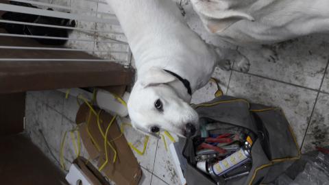 统理水电 - 小白看似乖巧卻调皮至極。