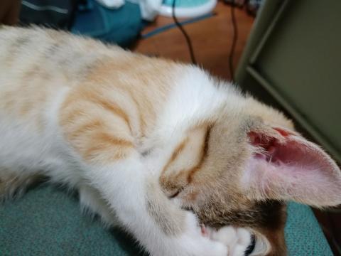 陳保姆 - 客人寄養的貓咪，來的時候只有4個月