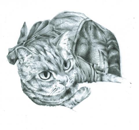 陳欣廷 - 貓咪素描