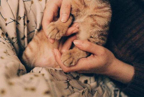 李梅 - 個人家庭/寵物 寫真委託。