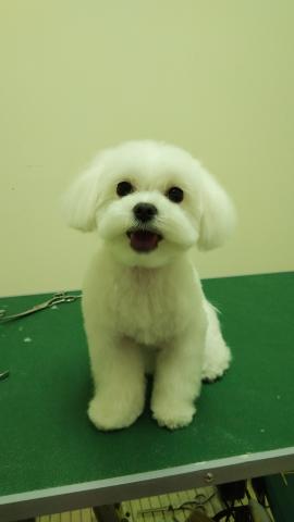 拉菲兒寵物美容能量館 - 