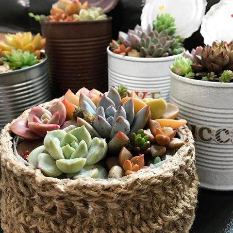 Polly企劃 - 多肉植物組盆